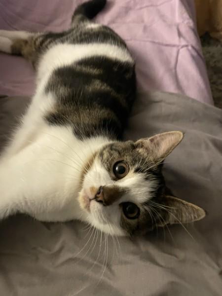 Carlos (bunny fur baby), adopted, Kitten Male Domestic Short Hair.