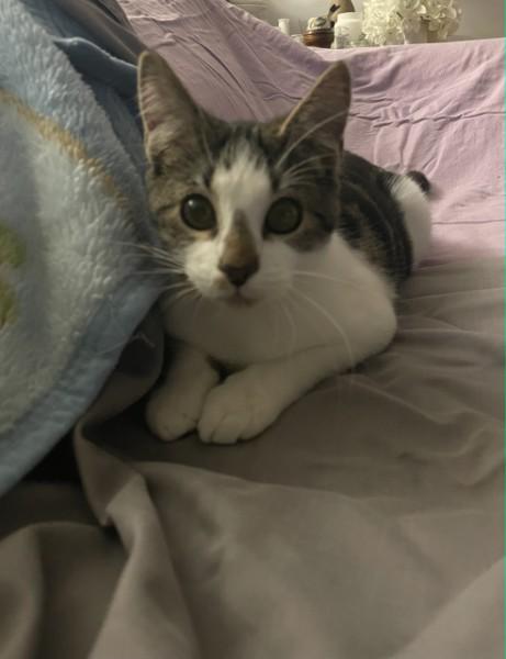 Enlarge Carlos (bunny fur baby), an adopted Domestic Short Hair in Watchung, NJ image 3/3