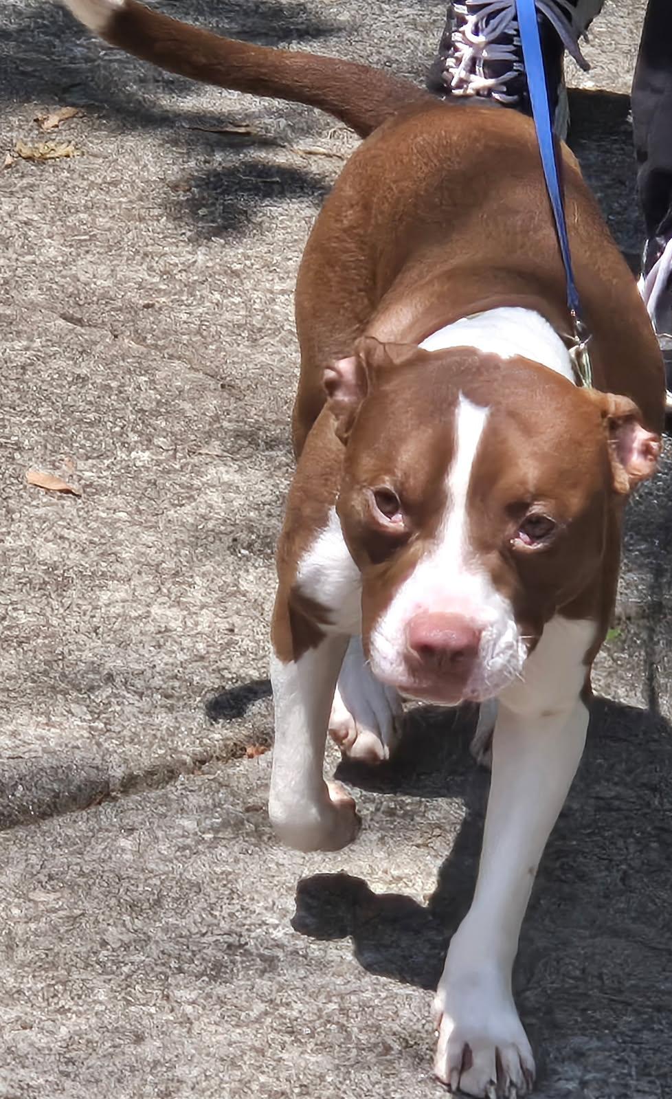 Enlarge Charlie, an adopted mixed breed in Auburn, GA image 5/6
