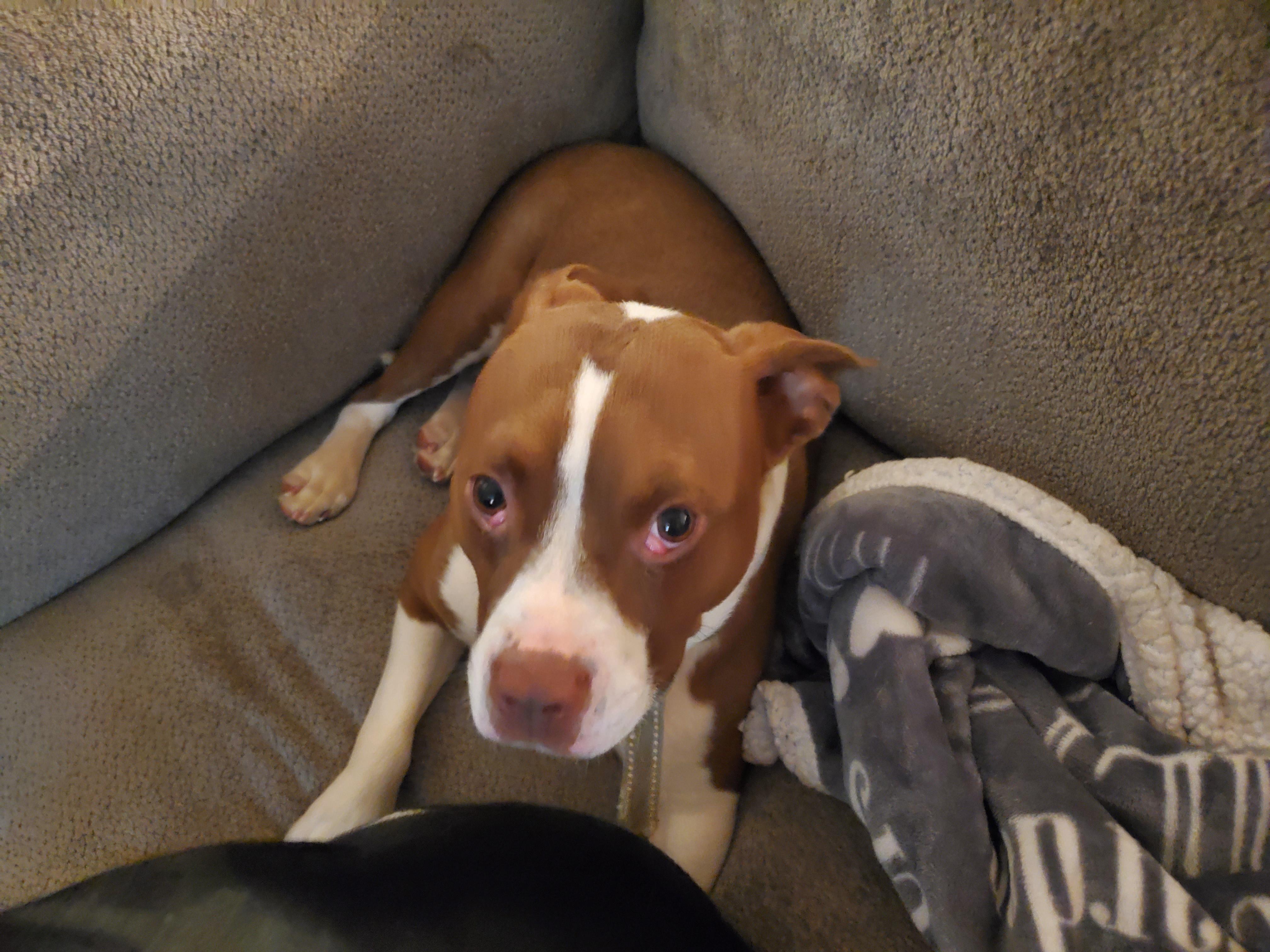 Enlarge Charlie, an adopted mixed breed in Auburn, GA image 6/6