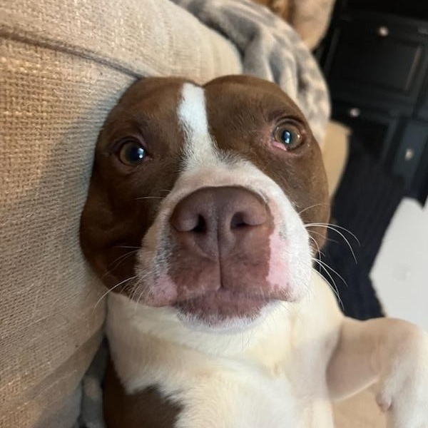 Charlie, Adoptable, Adult Male Boxer.