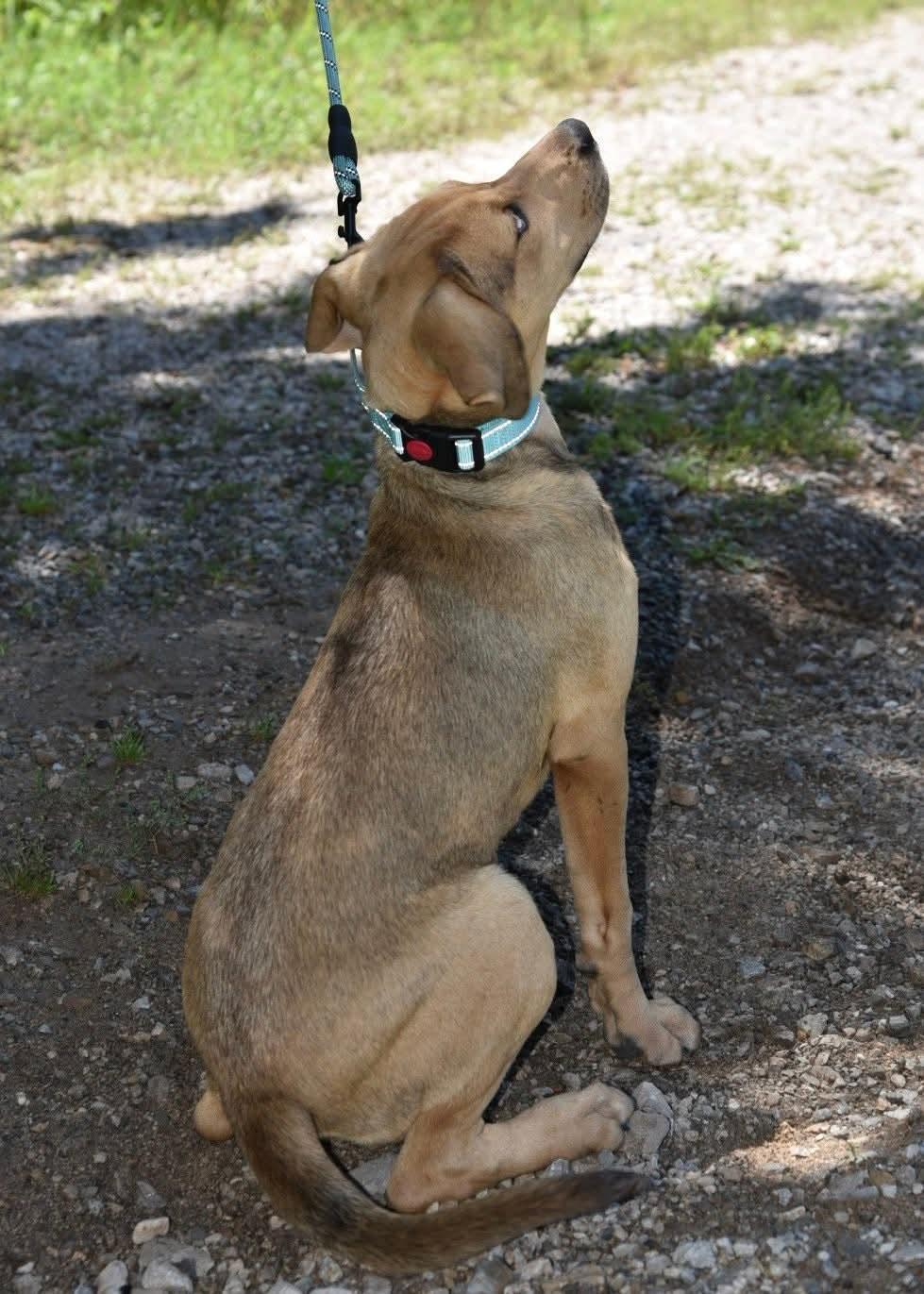 Bluey, a ADOPTABLE mixed breed in Cleveland, OK image 2/3