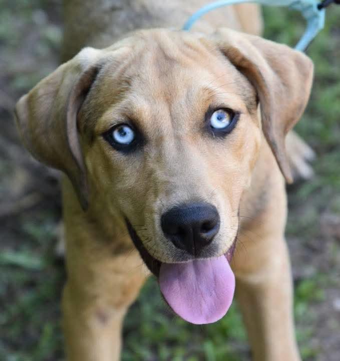 Bluey, a ADOPTABLE mixed breed in Cleveland, OK image 3/3
