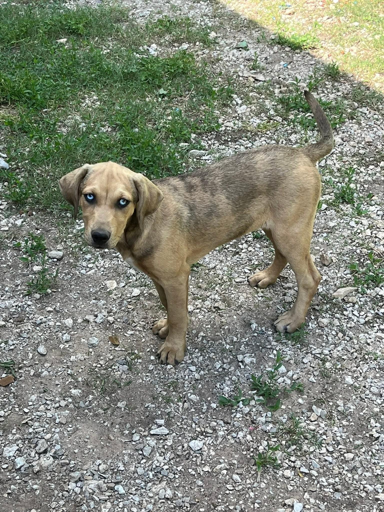 Bluey, ADOPTABLE, Puppy Female Hound & Catahoula Leopard Dog.