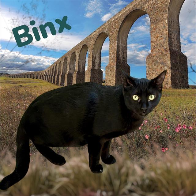 Enlarge BINX, a Adoptable mixed breed in Visalia, CA image 1/1