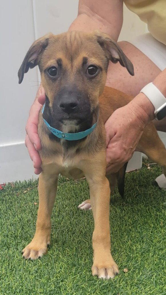 Isabella Pup - Cristina, Adoptable, Puppy Female Dachshund & Labrador Retriever.