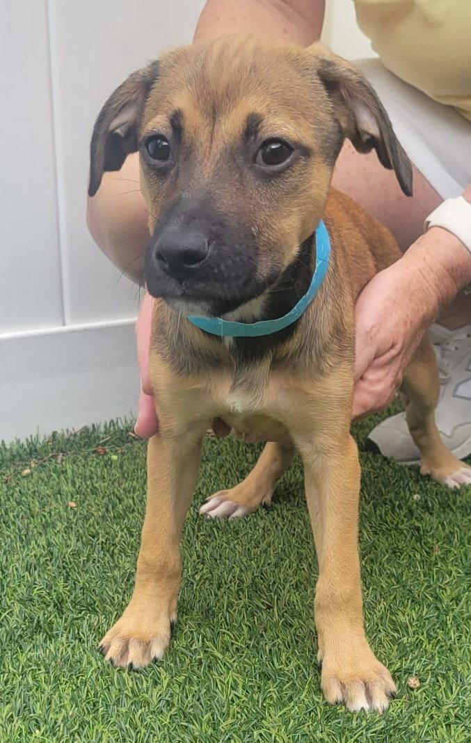 Enlarge Isabella Pup - Cristina, a Adoptable mixed breed in Pompano Beach, FL image 2/3