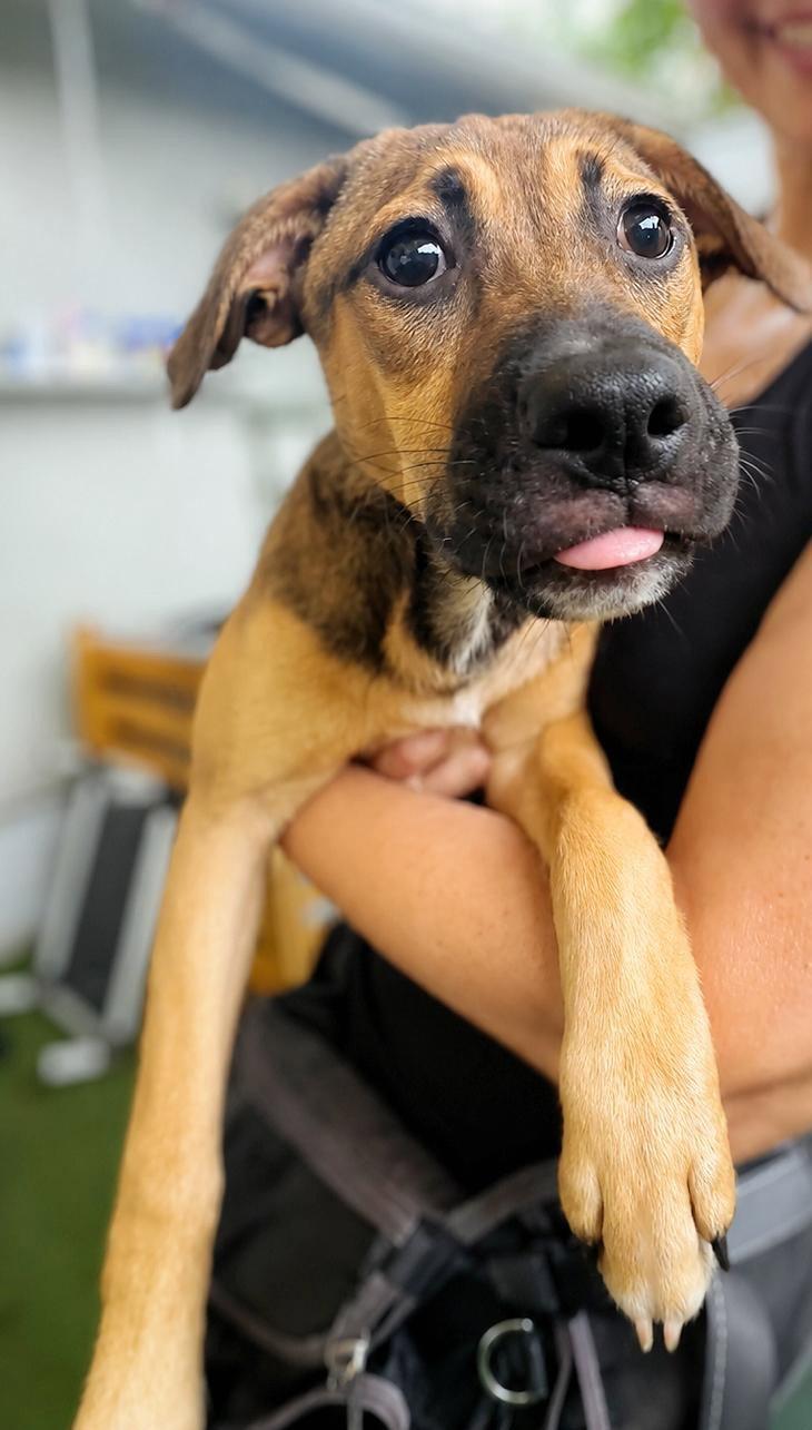 Isabella Pup - Cristina, Adoptable, Puppy Female Dachshund & Labrador Retriever.