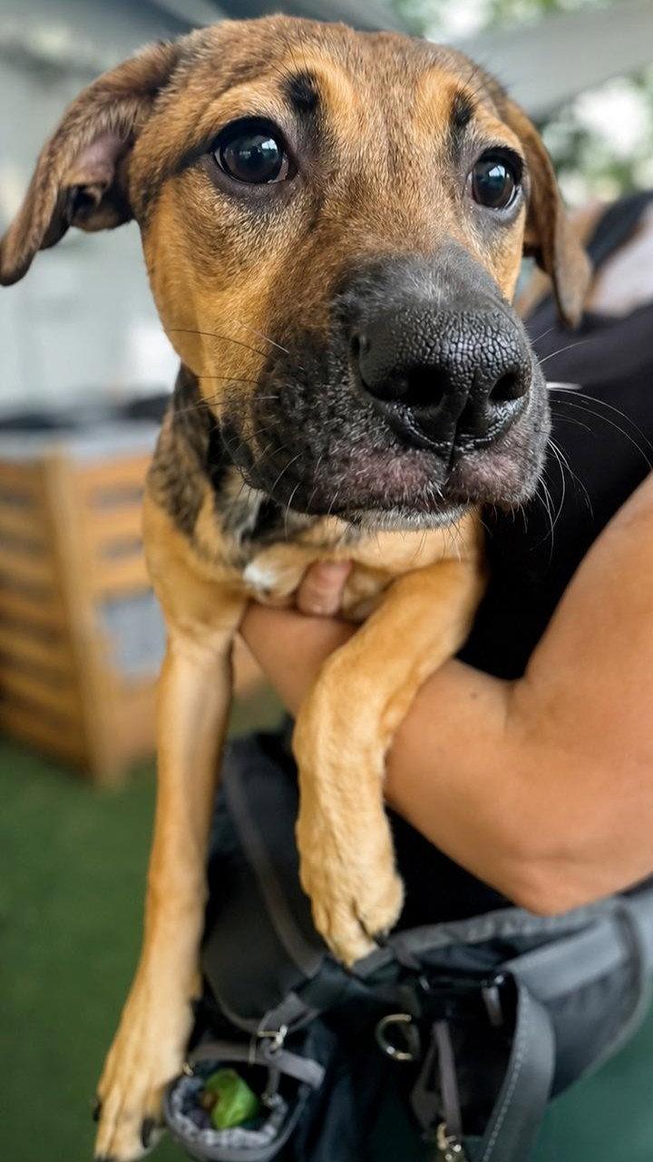 Enlarge Isabella Pup - Cristina, a Adoptable mixed breed in Pompano Beach, FL image 2/3