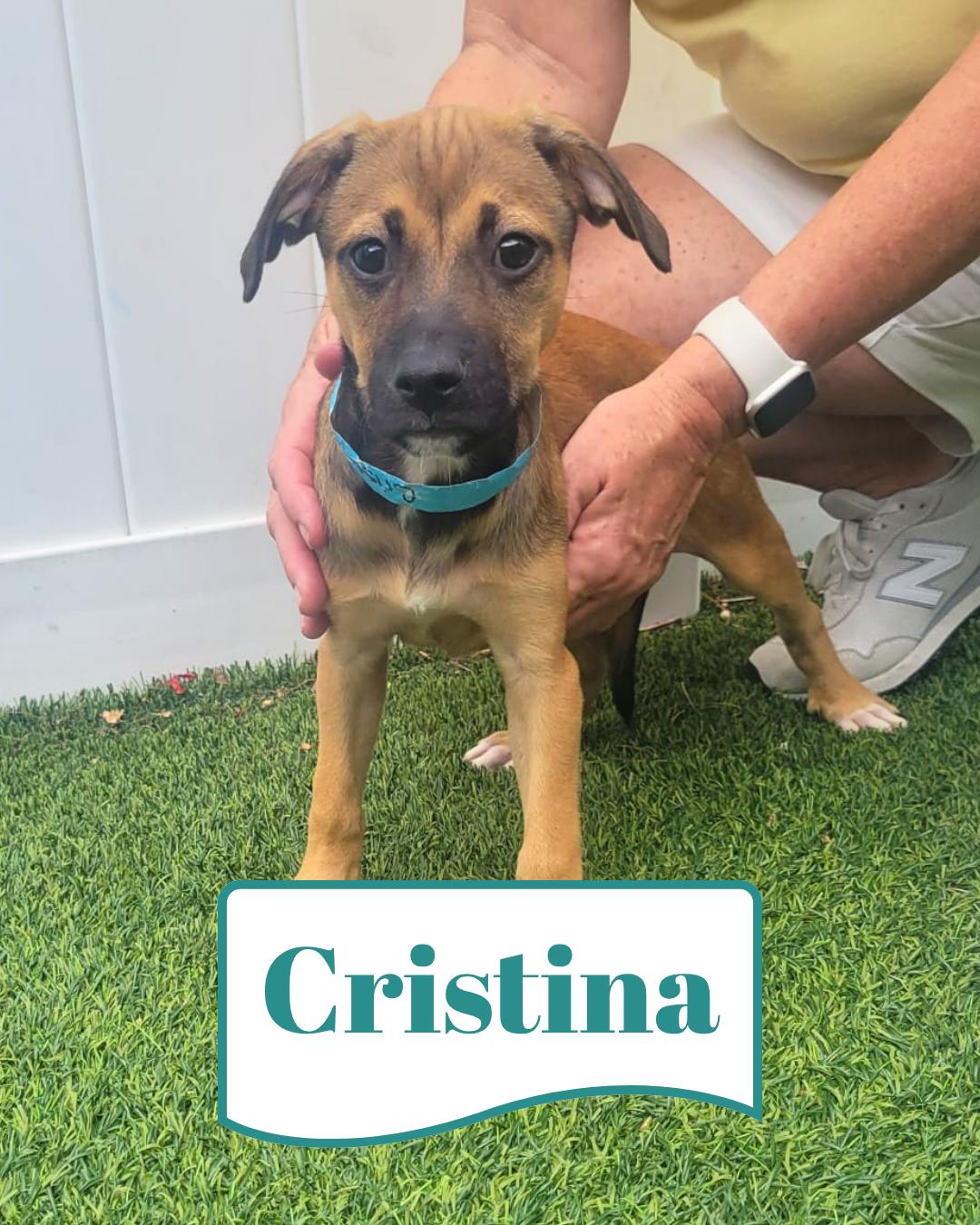Enlarge Isabella Pup - Cristina, a Adoptable mixed breed in Pompano Beach, FL image 3/3