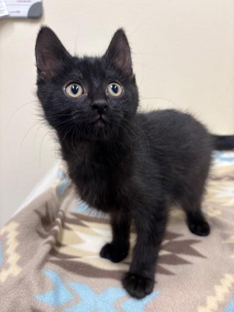 Hulk, Adoptable, Kitten Male Domestic Short Hair.