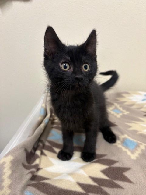 Hulk, a Adoptable mixed breed in Ladysmith, WI image 2/4