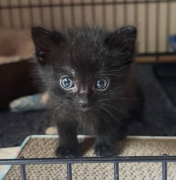 Hulk, a Adoptable mixed breed in Ladysmith, WI image 3/4