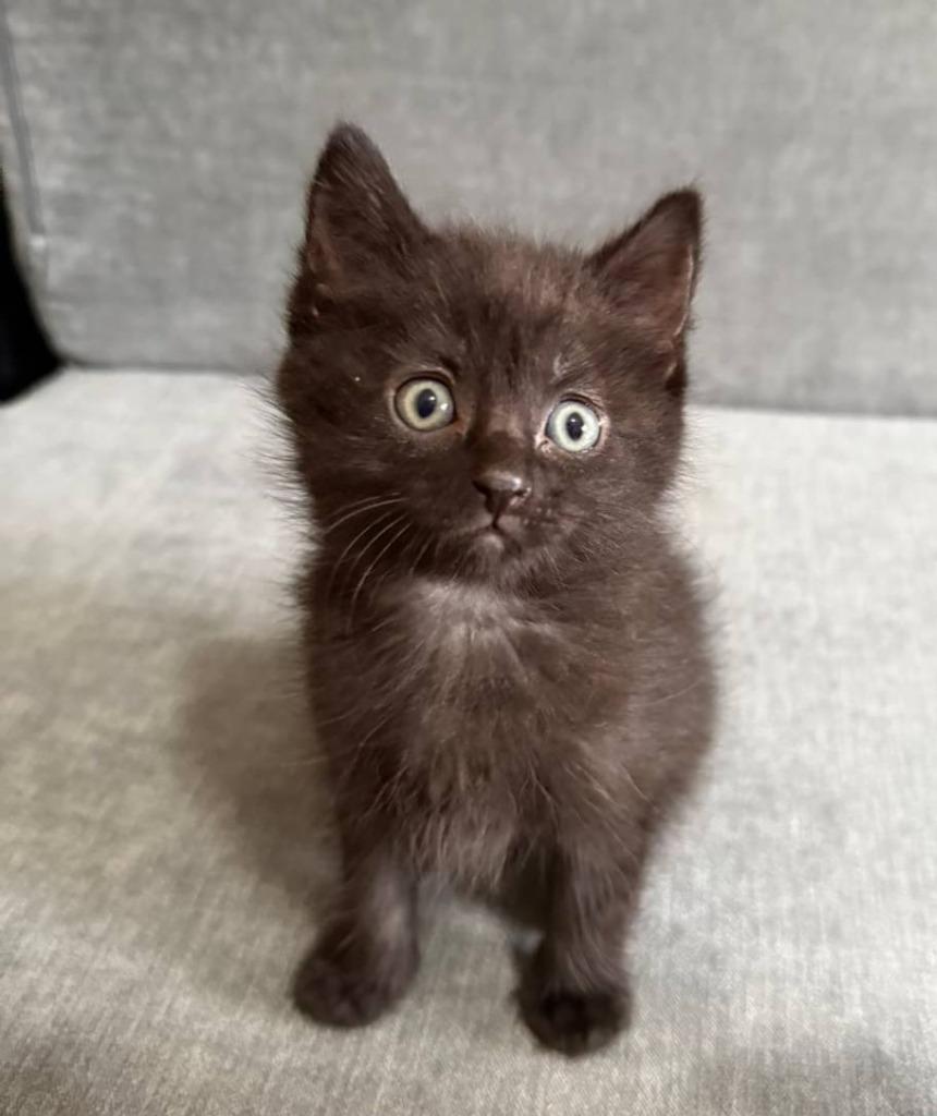 Enlarge Hulk, a Adopted mixed breed in Ladysmith, WI image 4/4