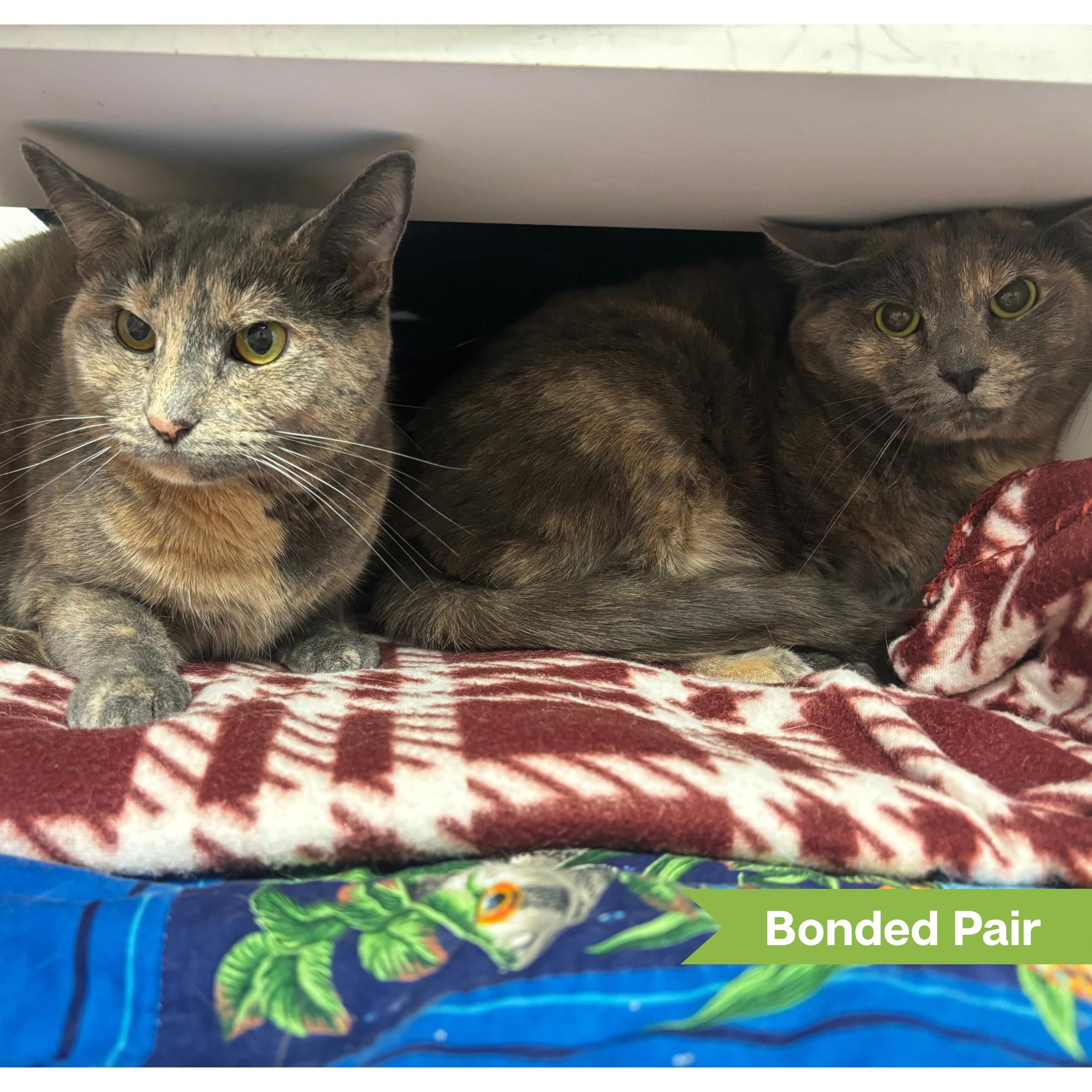 Enlarge Sheeva (bonded with Nala), a Adoptable Domestic Short Hair in Reisterstown, MD image 1/1