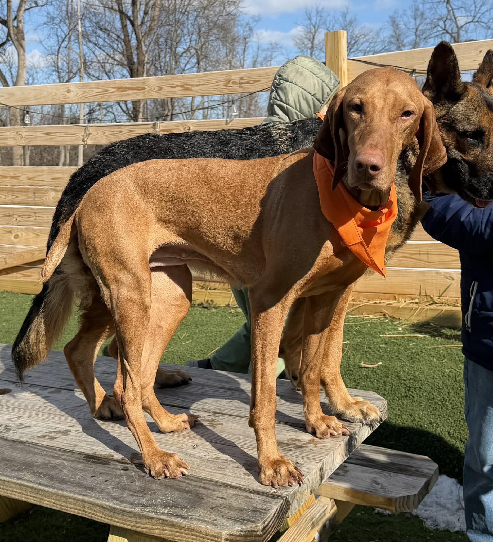Ember, ADOPTABLE, Adult Male Vizsla.
