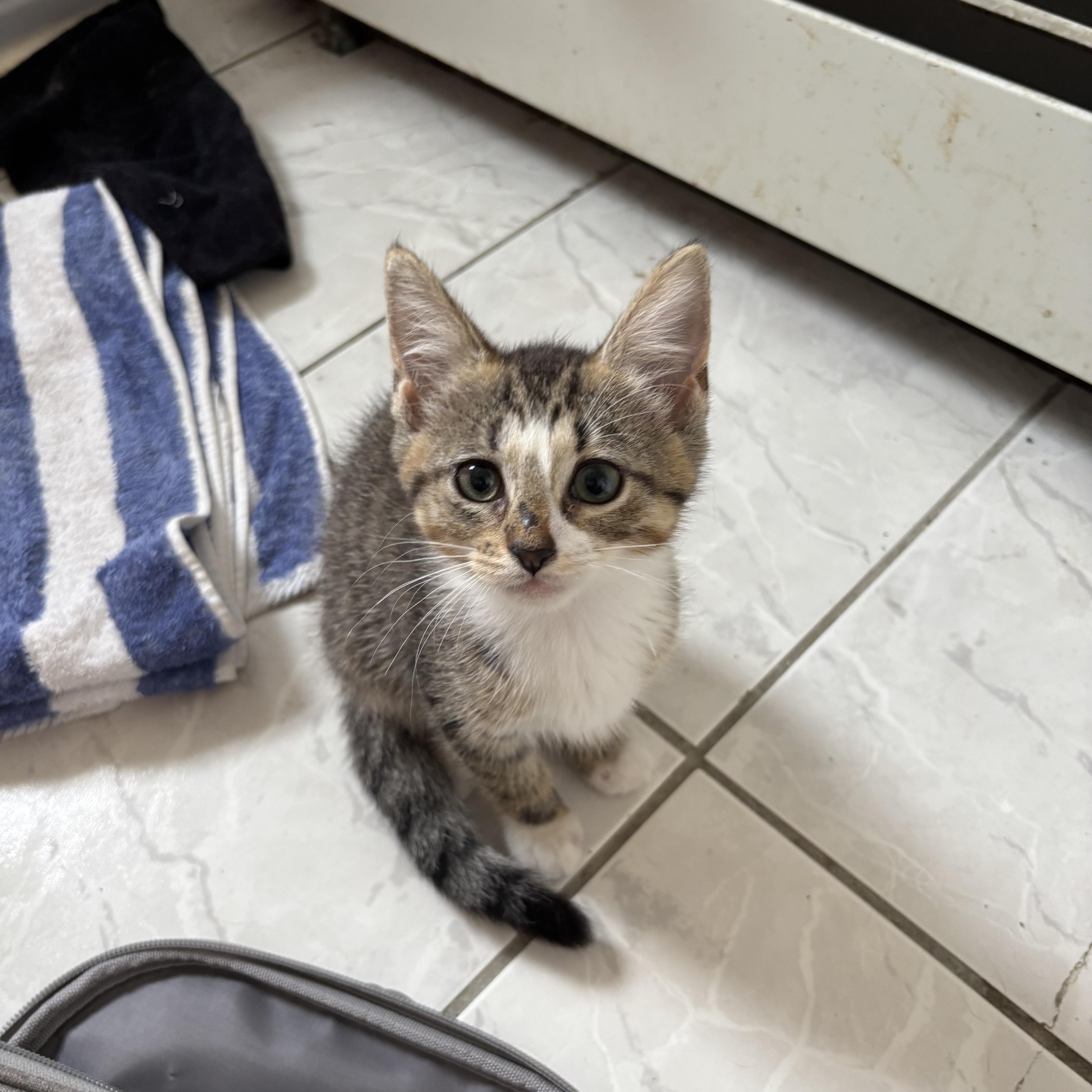 Enlarge Roxy & Roseanne, a Adopted Domestic Short Hair in Ardsley, NY image 1/2