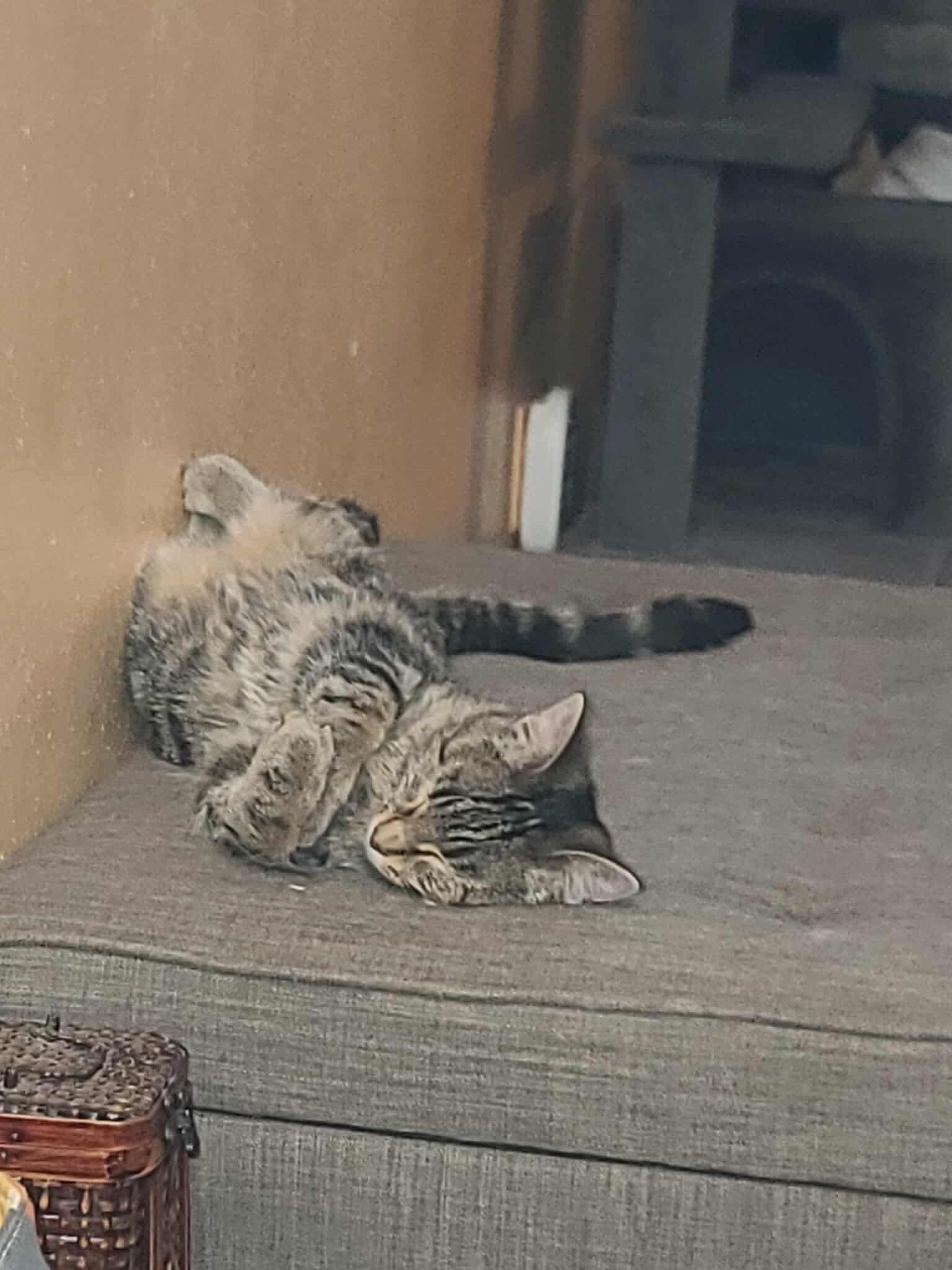 Fish, a Adoptable Domestic Short Hair in Sioux Falls, SD image 1/2