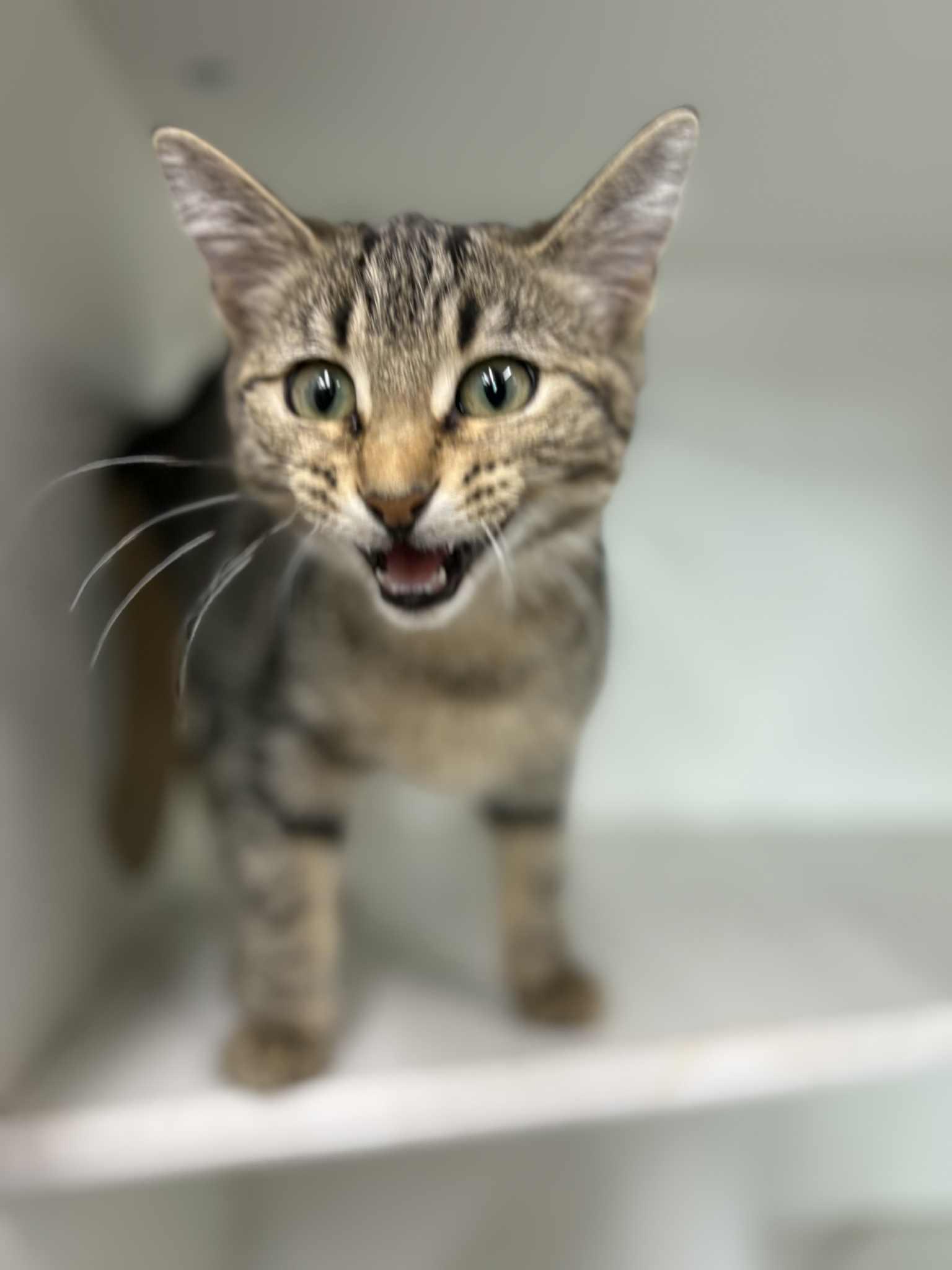 Fish, a Adoptable Domestic Short Hair in Sioux Falls, SD image 2/2