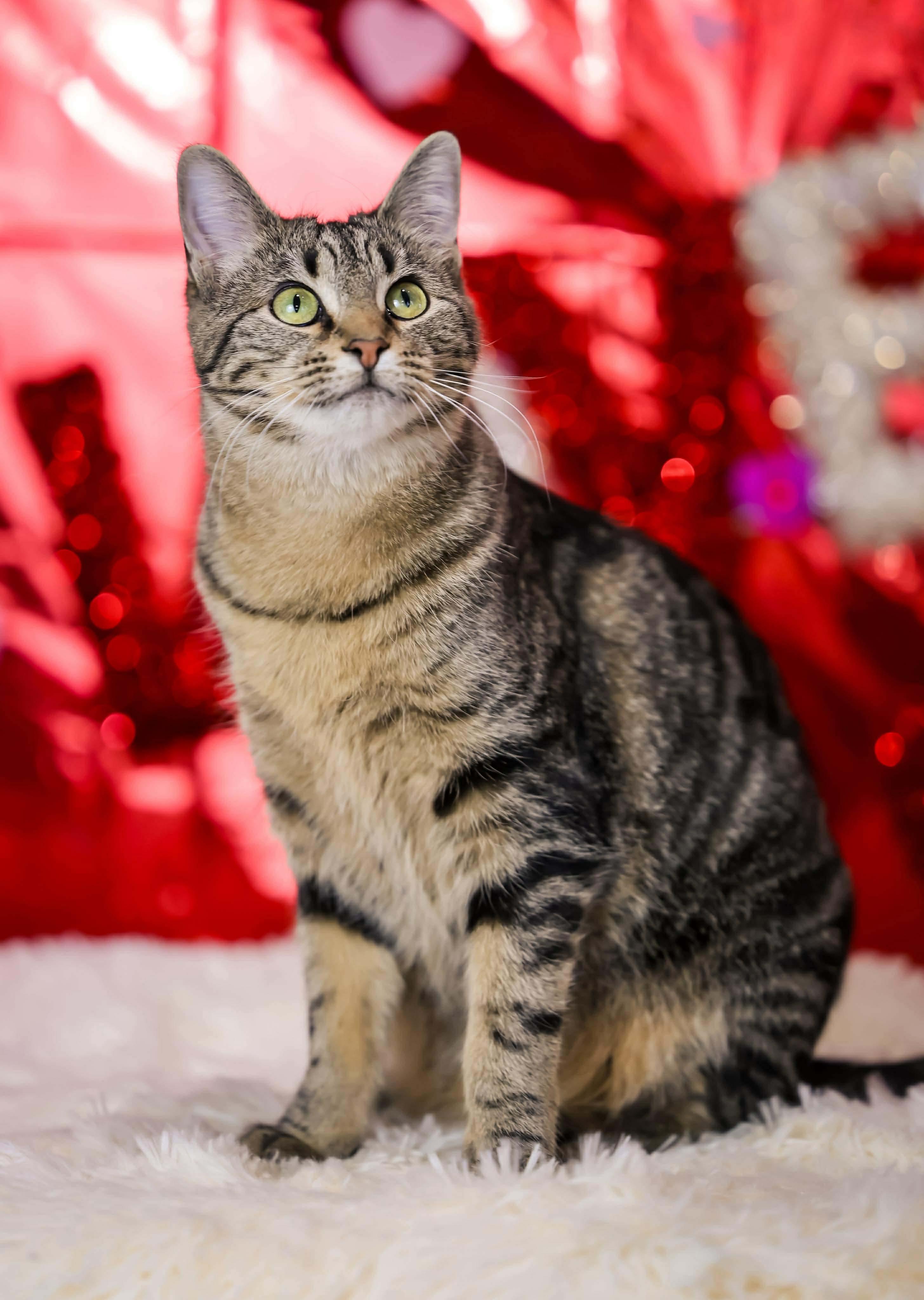 Enlarge Fish, a Adoptable Domestic Short Hair in Sioux Falls, SD image 1/3