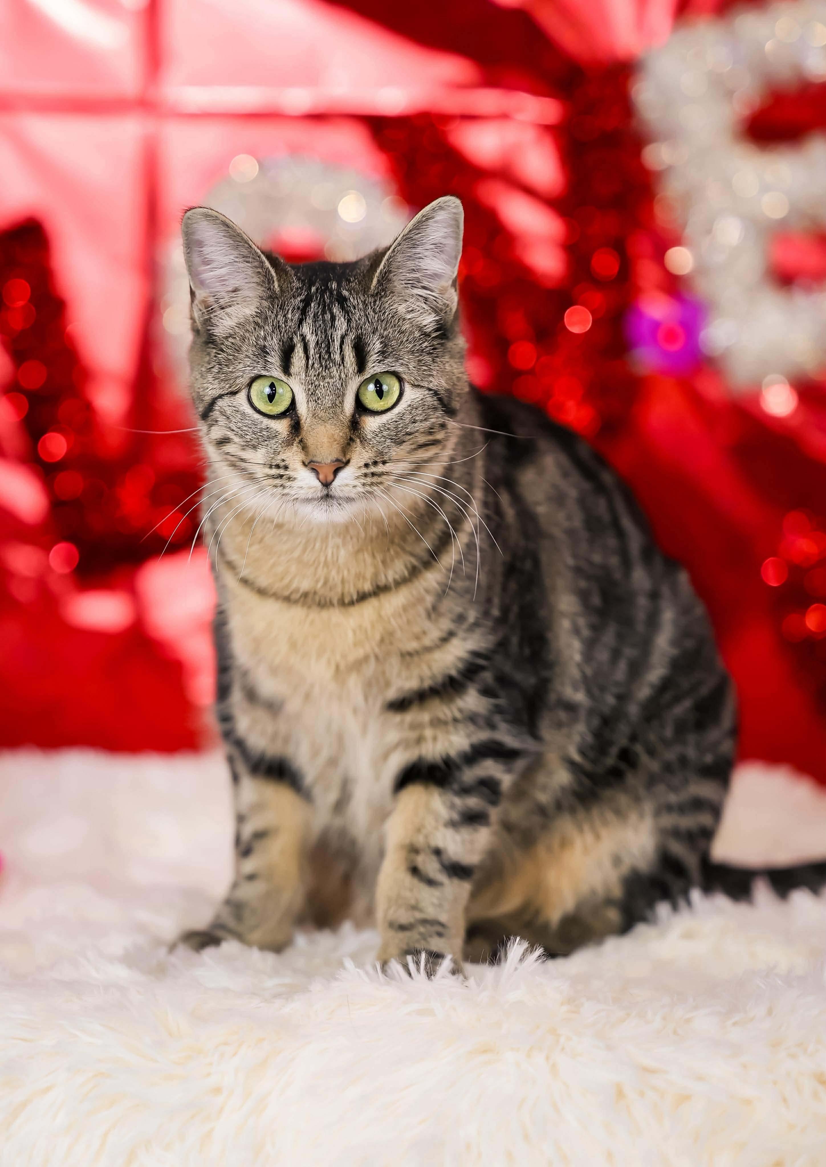 Enlarge Fish, a Adoptable Domestic Short Hair in Sioux Falls, SD image 2/3