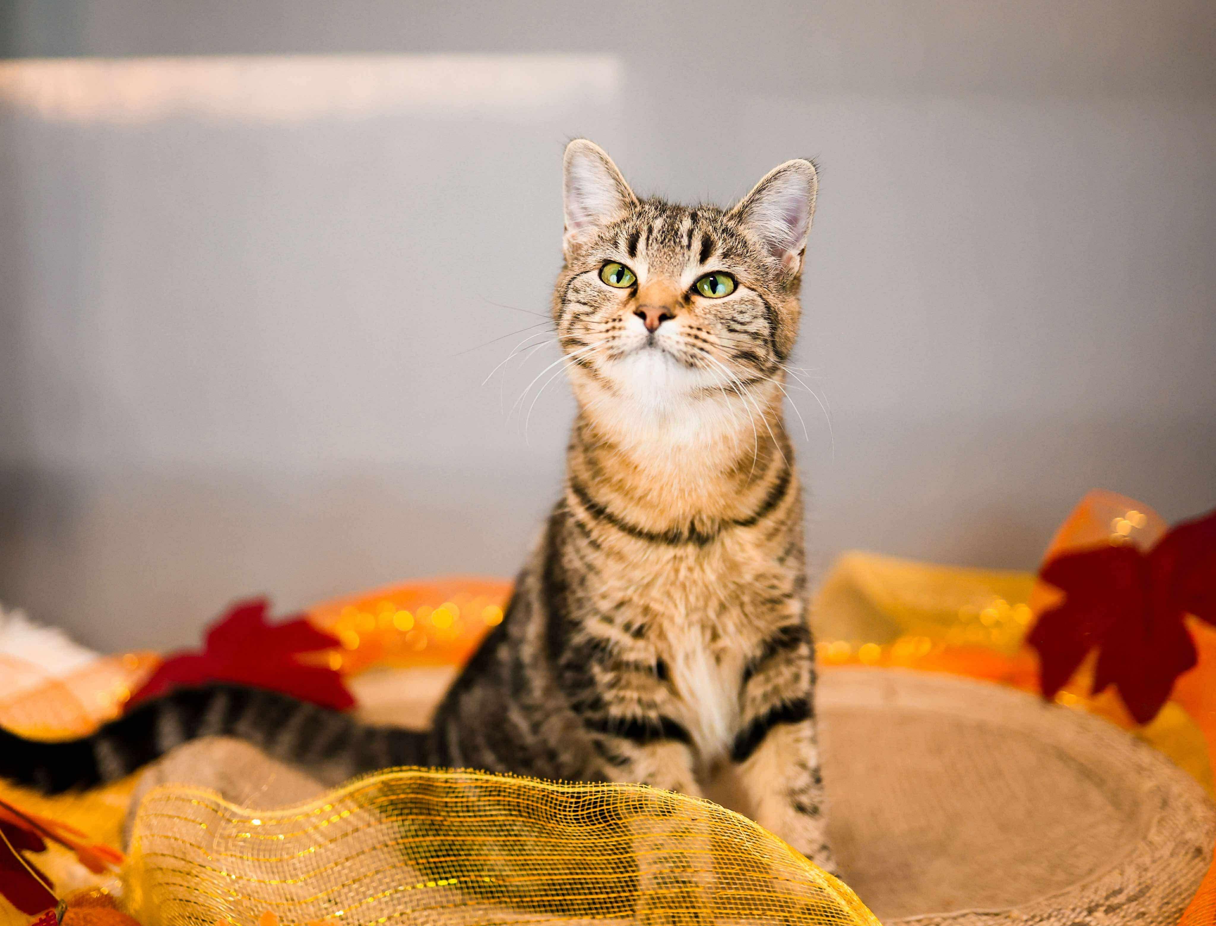 Enlarge Fish, a Adoptable Domestic Short Hair in Sioux Falls, SD image 3/3