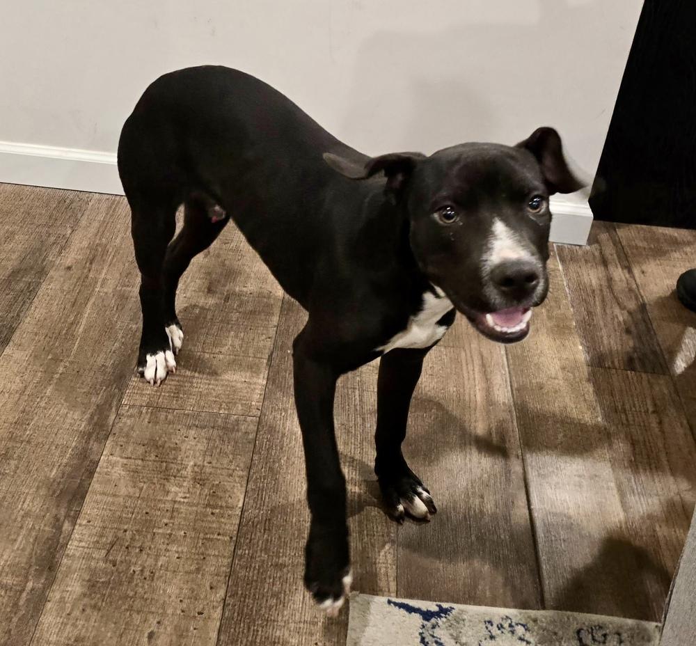 Shadow, Adoptable, Puppy Male Labrador Retriever & Pit Bull Terrier.