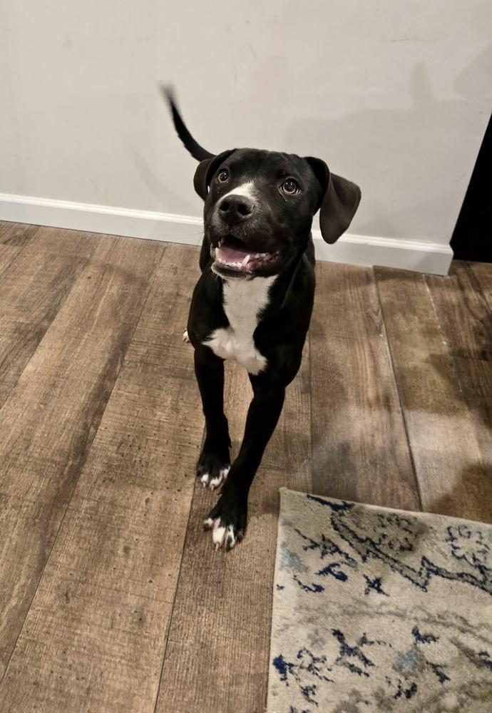 Enlarge Shadow, a Adoptable mixed breed in Greenlawn, NY image 2/5