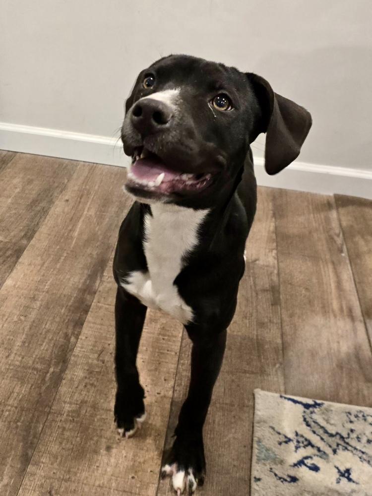 Enlarge Shadow, a Adoptable mixed breed in Greenlawn, NY image 3/5