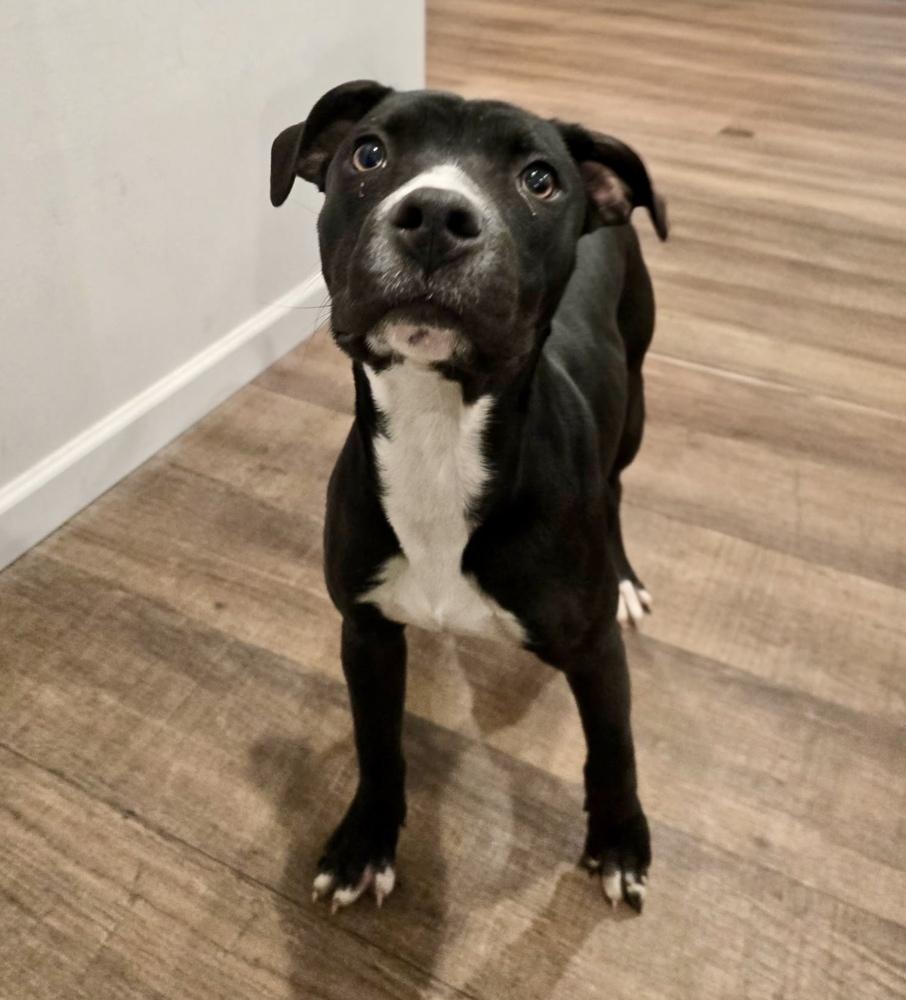 Enlarge Shadow, a Adoptable mixed breed in Greenlawn, NY image 4/5