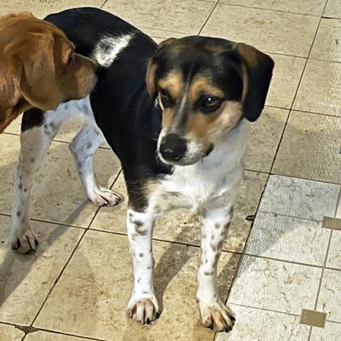 Enlarge Jackson, a Adoptable Beagle in London, OH image 3/4