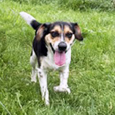Jackson, Adoptable, Young Male Beagle.