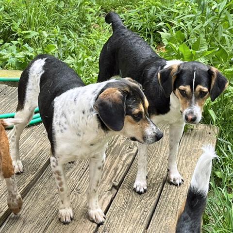 Enlarge Jackson, a Adoptable Beagle in London, OH image 2/4