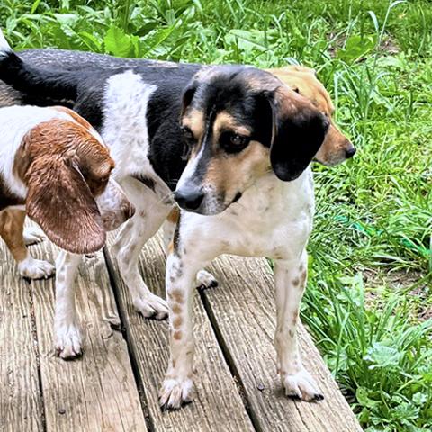 Enlarge Jackson, a Adoptable Beagle in London, OH image 4/4