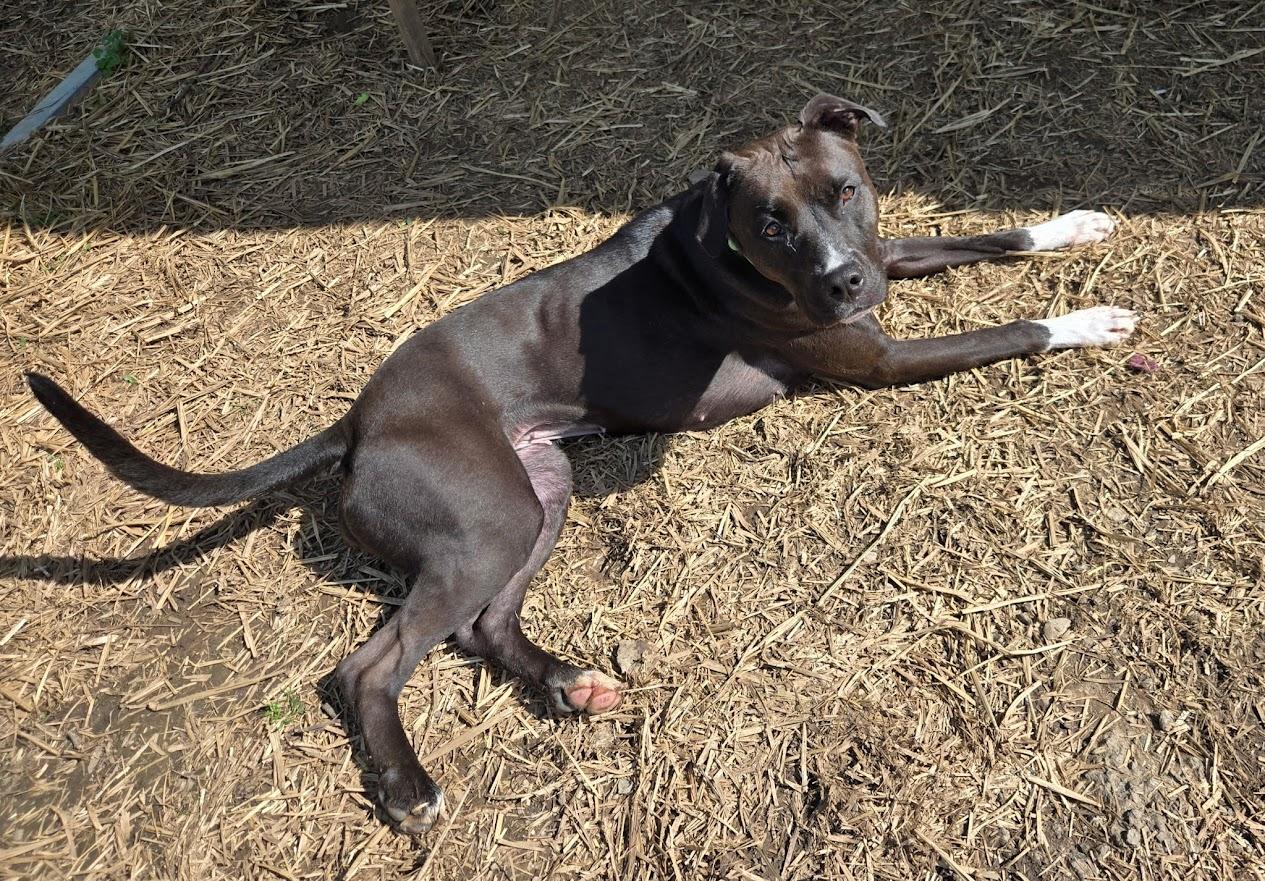 Milly, an adopted mixed breed in Oak Ridge, TN image 4/6