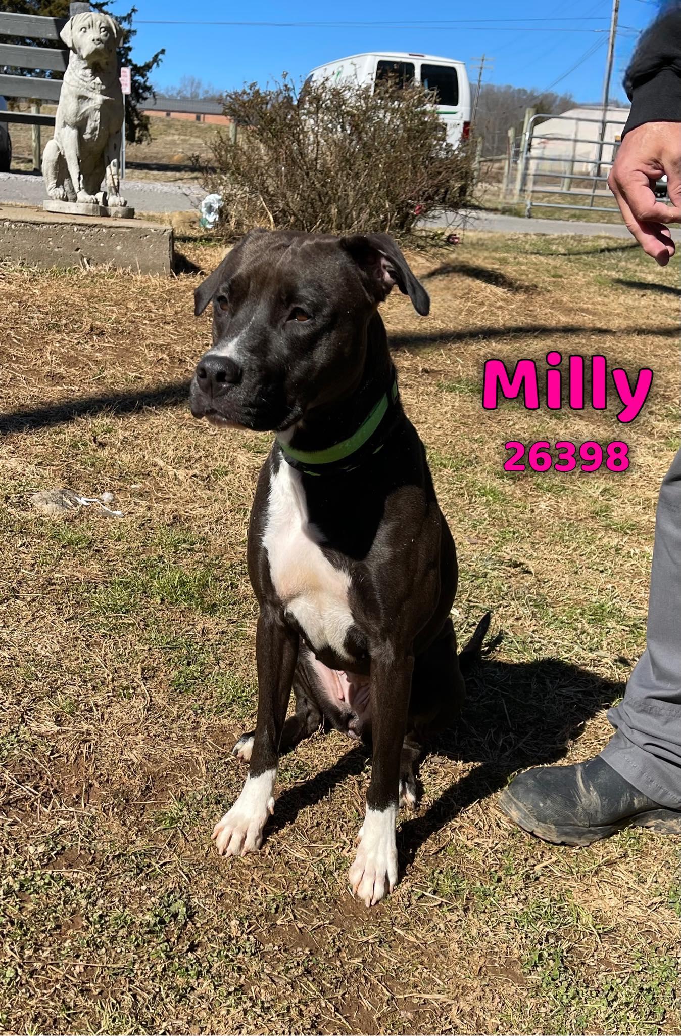 Milly, adopted, Adult Female Pit Bull Terrier & Labrador Retriever.