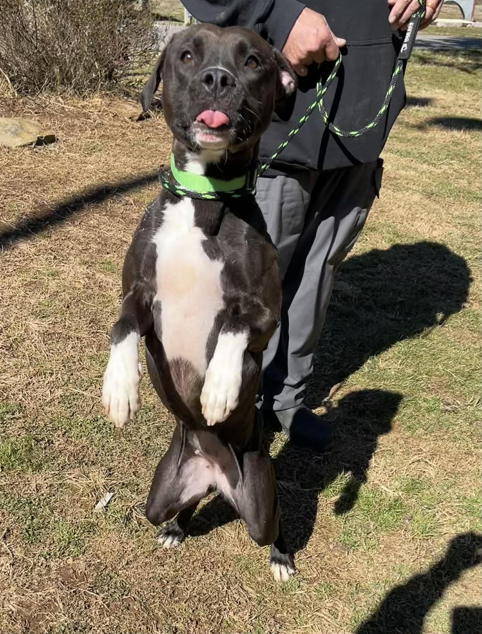 Milly, an adopted mixed breed in Oak Ridge, TN image 6/6