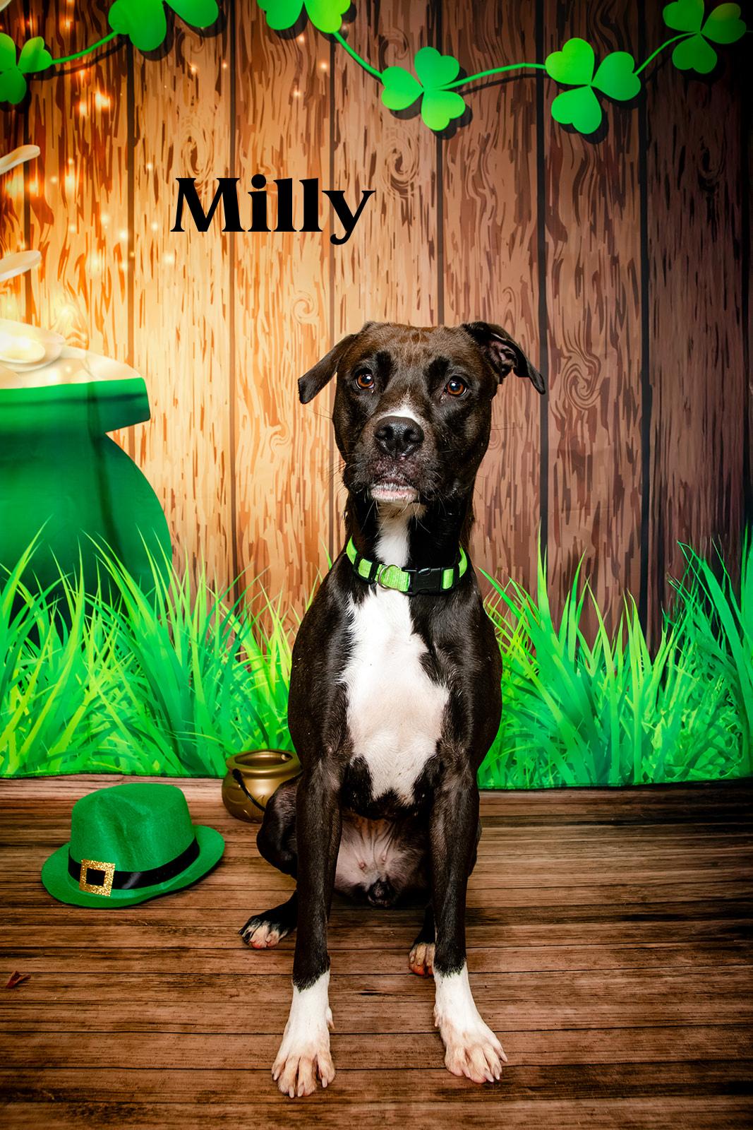 Milly, an adopted mixed breed in Oak Ridge, TN image 2/6