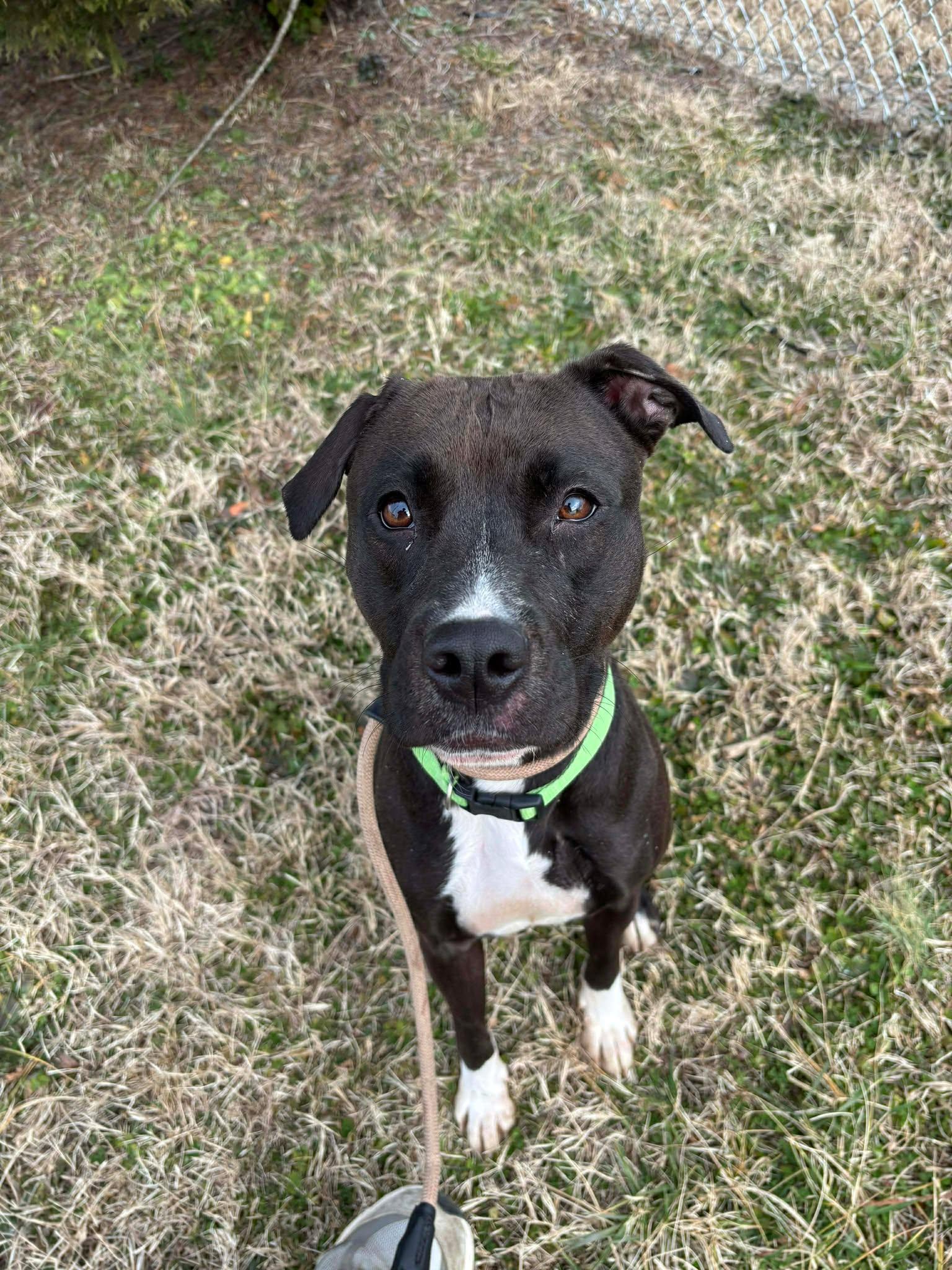 Milly, an adopted mixed breed in Oak Ridge, TN image 3/6
