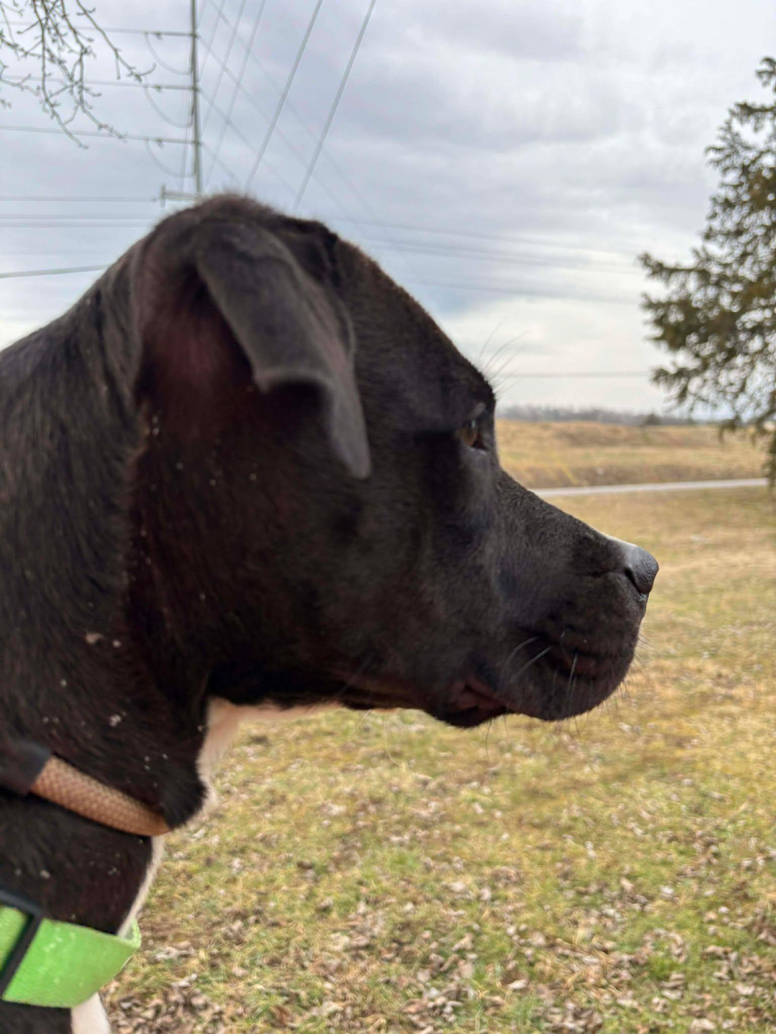 Milly, an adopted mixed breed in Oak Ridge, TN image 5/6