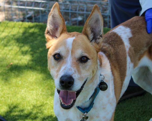 Enlarge KODA, a Adoptable mixed breed in Martinez, CA image 1/1