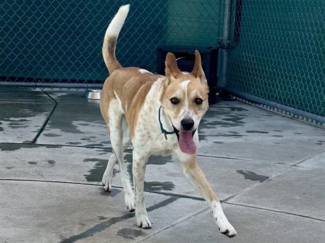 Enlarge KODA, a Adoptable mixed breed in Martinez, CA image 1/1