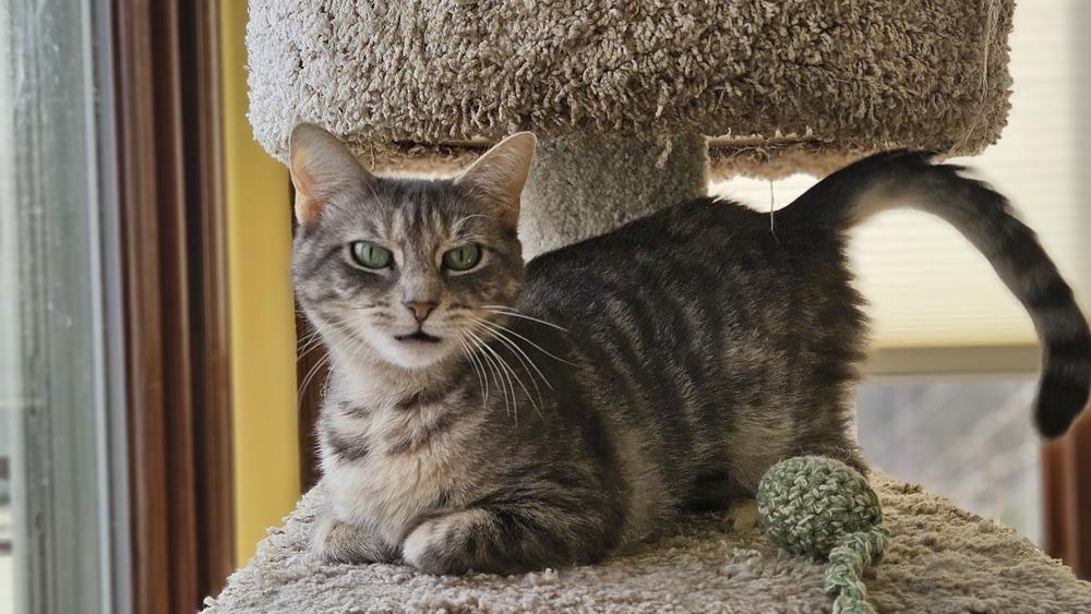 Enlarge Arabella, a Adoptable mixed breed in Olyphant, PA image 1/6