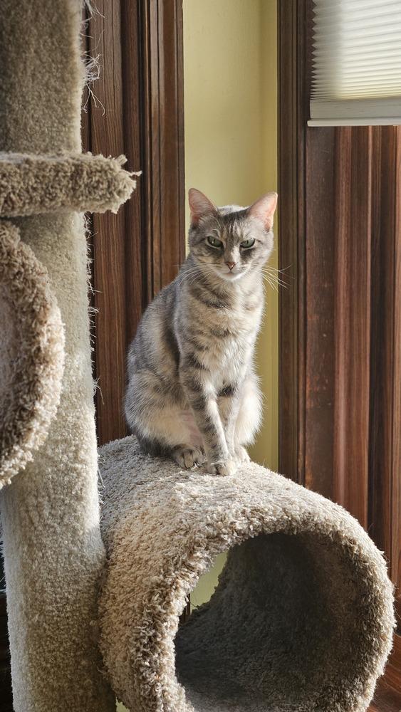 Enlarge Arabella, a Adoptable mixed breed in Olyphant, PA image 3/6