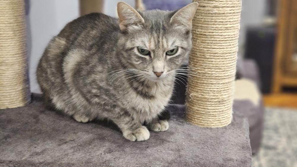 Enlarge Arabella, a Adoptable mixed breed in Olyphant, PA image 6/6