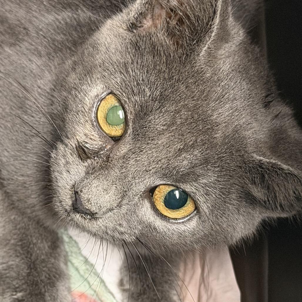 Rita, Adoptable, Kitten Female Domestic Short Hair & Domestic Short Hair.
