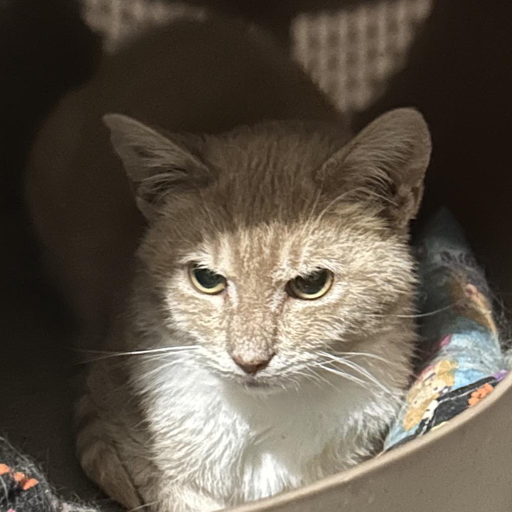 brulee, Adoptable, Young Male Domestic Short Hair.