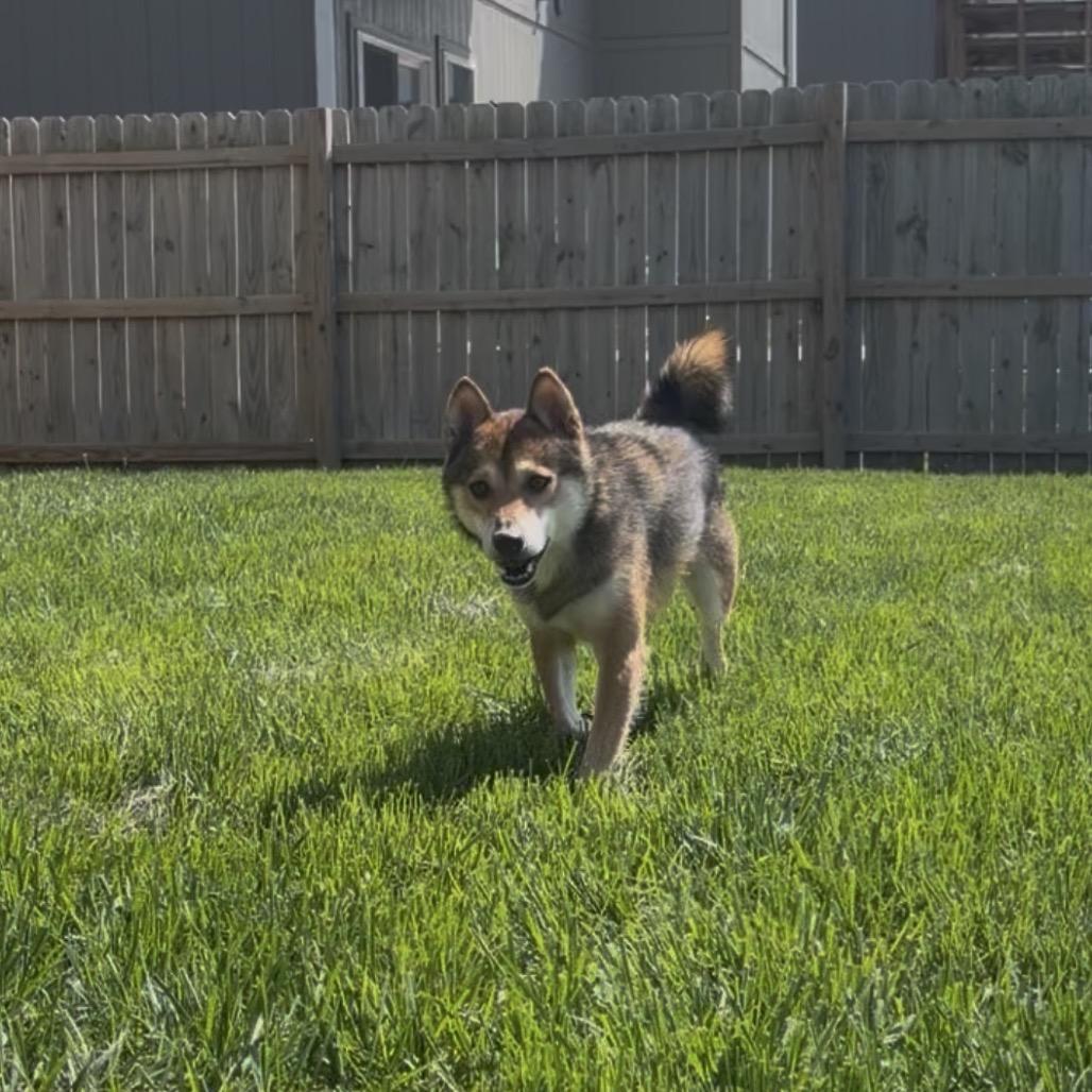 Enlarge Hoshi, a Adoptable Shiba Inu in Peculiar, MO image 1/6