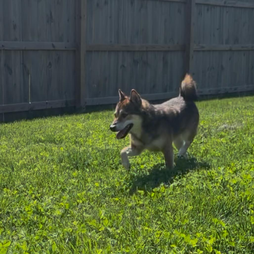 Enlarge Hoshi, a Adoptable Shiba Inu in Peculiar, MO image 2/6