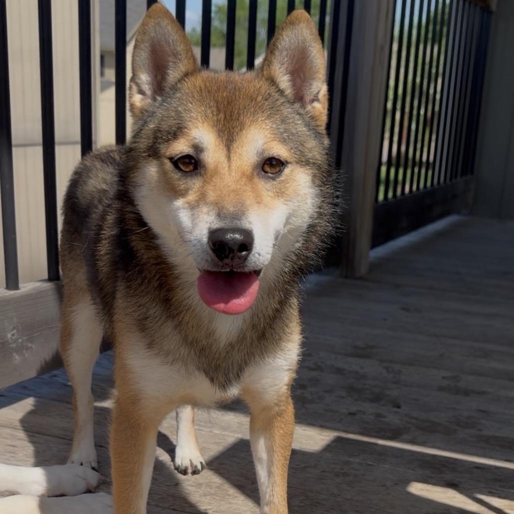 Enlarge Hoshi, a Adoptable Shiba Inu in Peculiar, MO image 3/6
